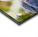 Autumn Blue Acrylic print