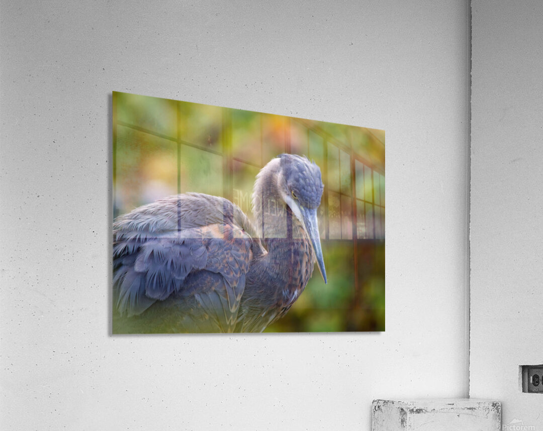 Autumn Blue Acrylic Print