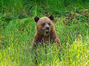 Marshmallow - Next Generation