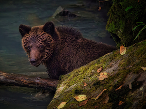 Life & Death in the Shadows