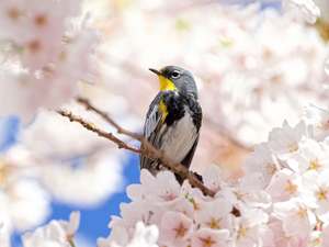 Warbler & Cherry Blossoms