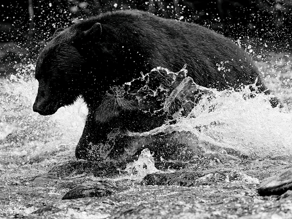 TSUNAMI Digital Download