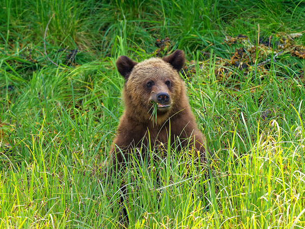 Marshmallow - Next Generation Digital Download