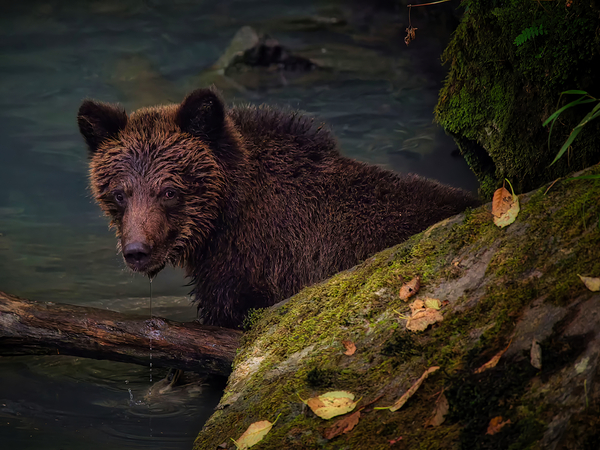 Life & Death in the Shadows Print