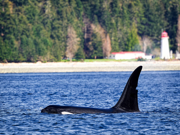 Legend II - Jetsam [T125A] Digital Download