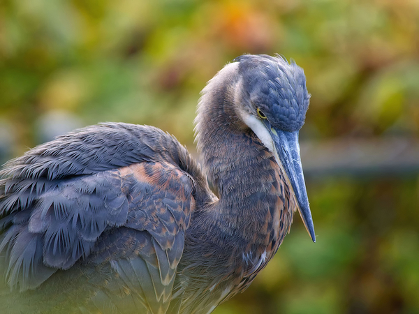 Autumn Blue Digital Download