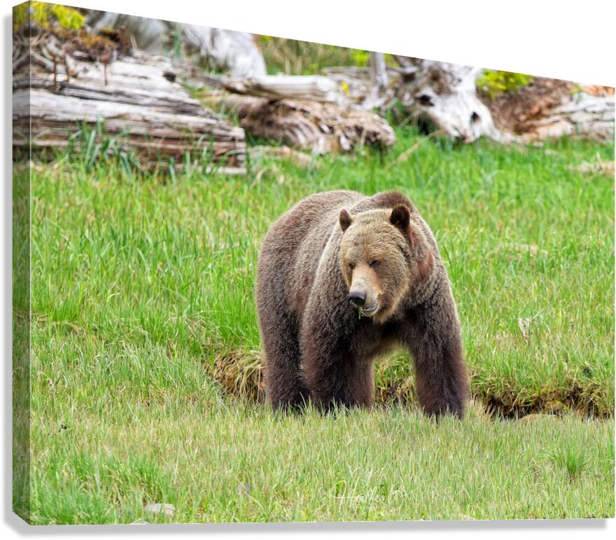 Boss Bear Canvas Print