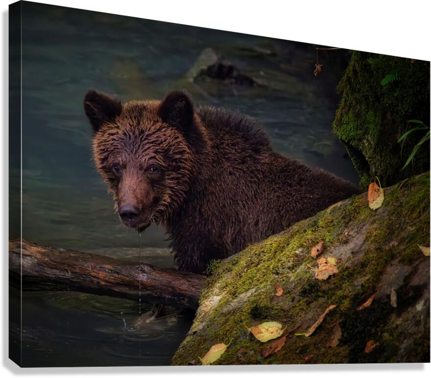 Life & Death in the Shadows Canvas Print