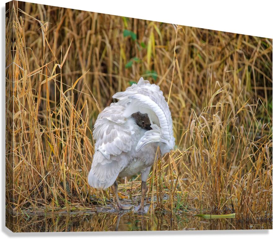 Peek-A-Boo Canvas Print