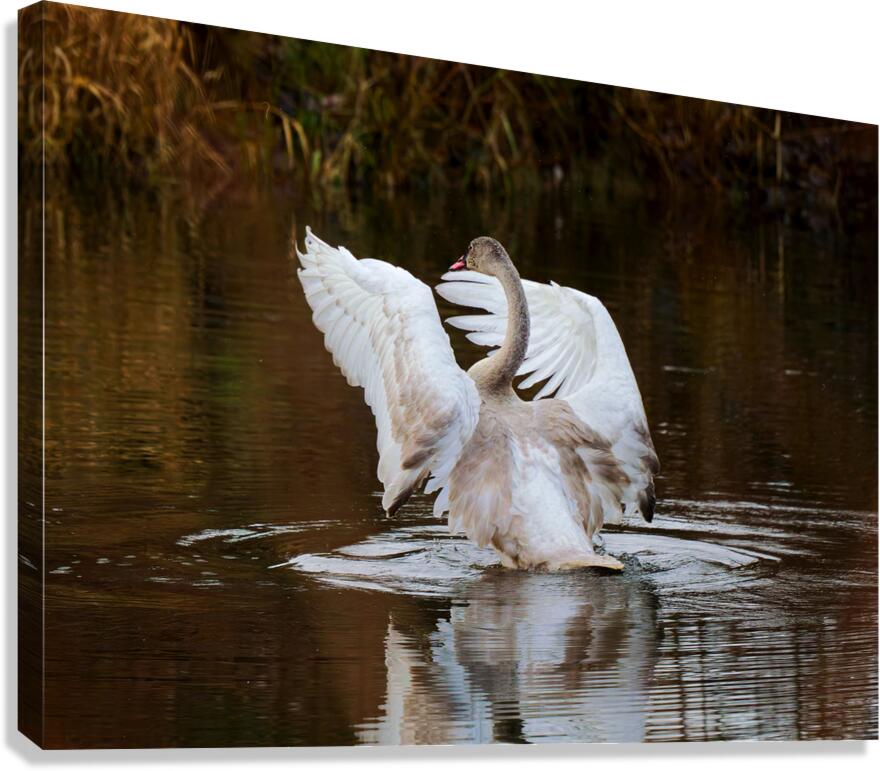 The Conductor Canvas Print