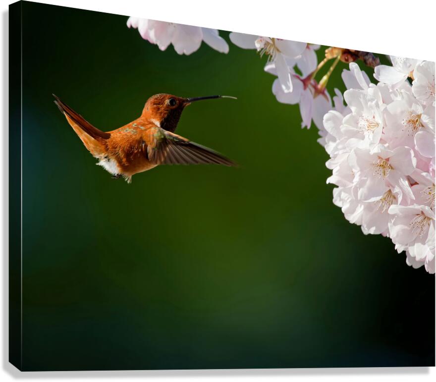 Rufous & Blossoms Canvas Print
