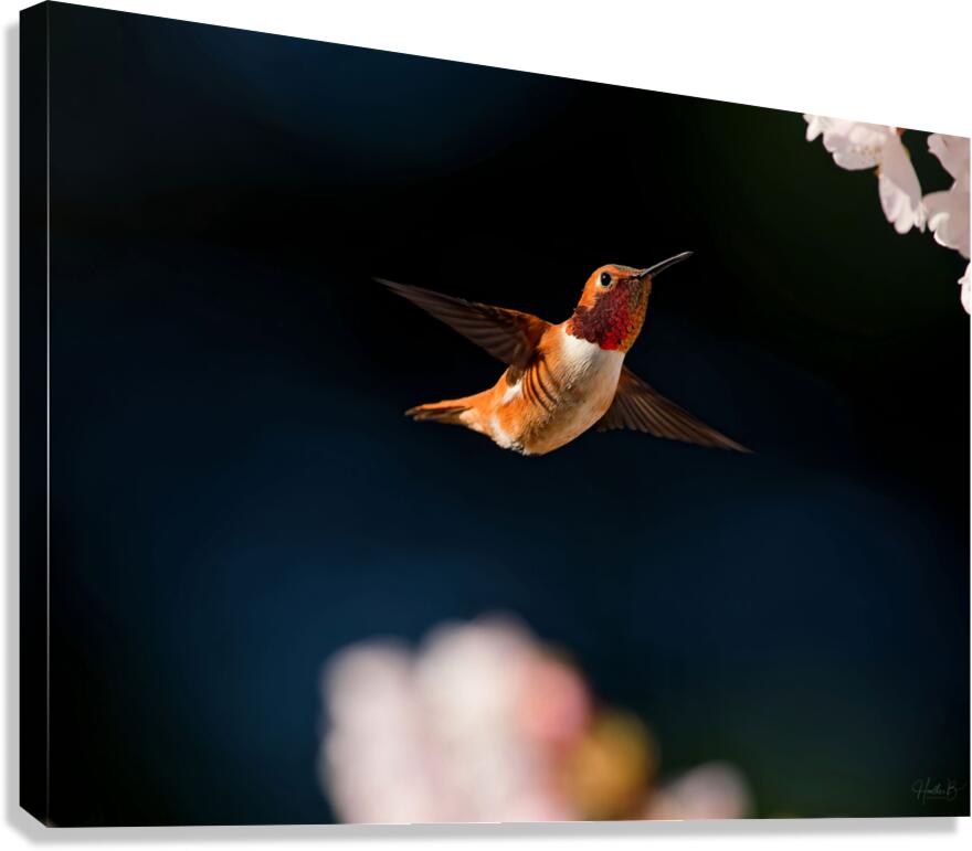 Hovercraft Canvas Print