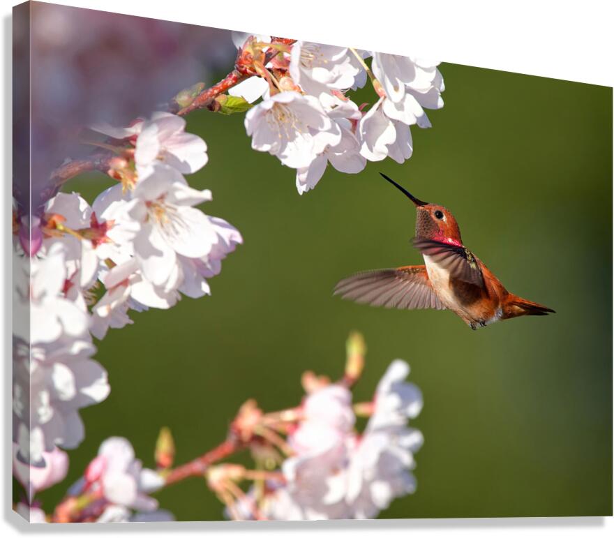 Afternoon Delight Canvas Print