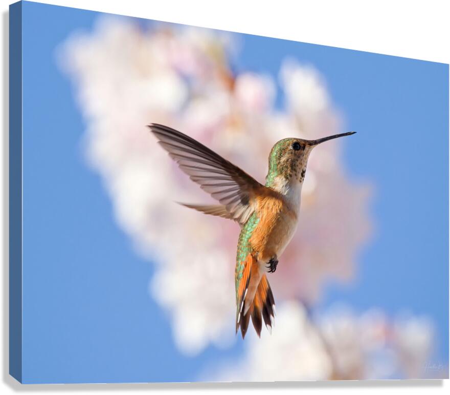 Regal Defence Canvas Print