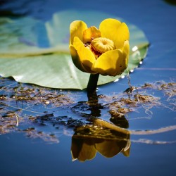 Lily