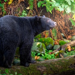 Into the Light - Zen Bear