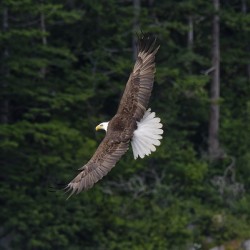  Soar