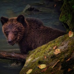 Life & Death in the Shadows