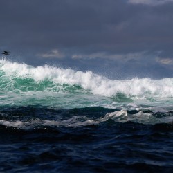 Waves