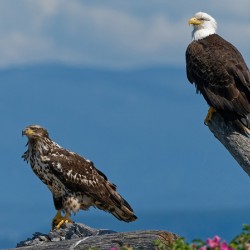 Legacy - Bald Eagles