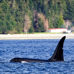 Legend II - Jetsam [T125A]