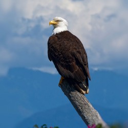 His Majesty