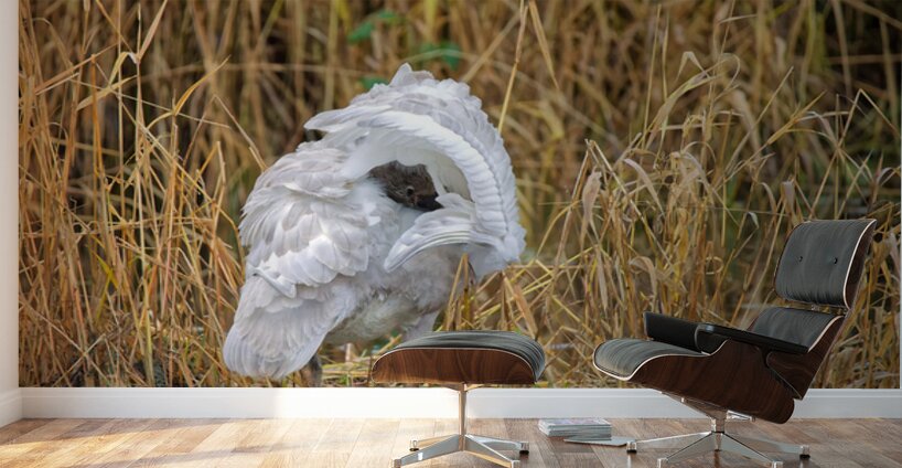 Peek-A-Boo Wall Murals