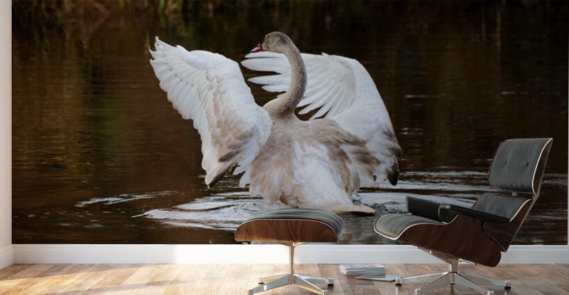 The Conductor Wall Murals