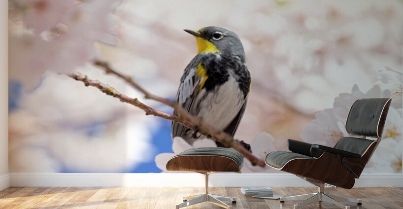 Warbler & Cherry Blossoms Wall Murals