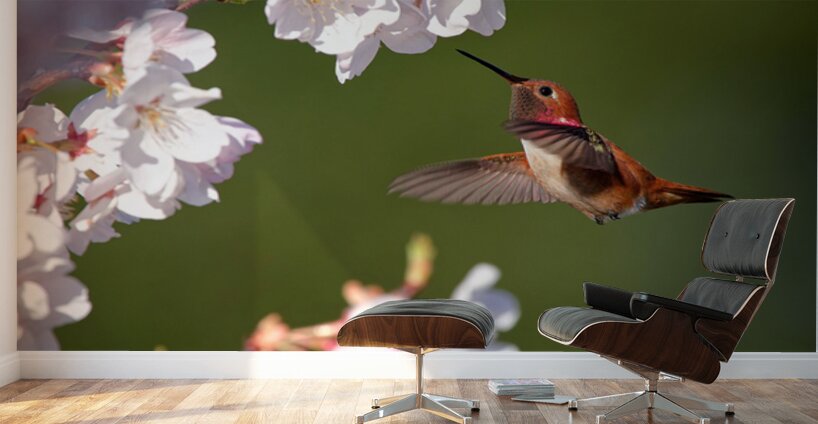 Afternoon Delight Wall Murals