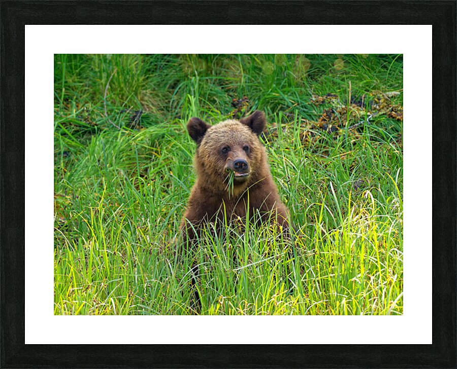 Marshmallow - Next Generation Picture Frame print