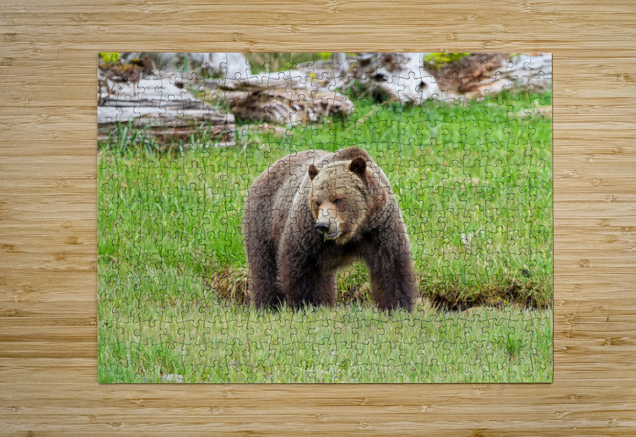 Boss Bear Heather Bee Photography Puzzle printing
