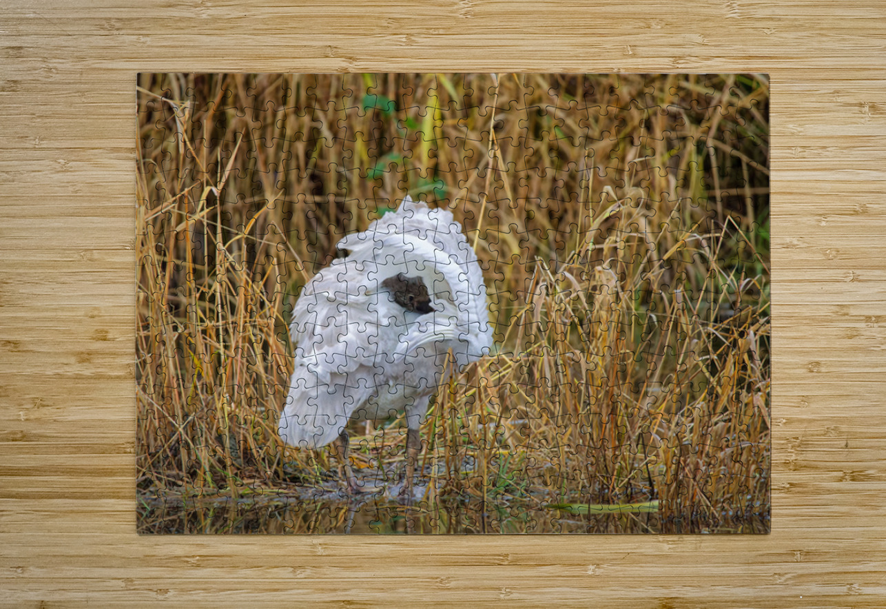 Peek-A-Boo Heather Bee Photography Puzzle printing