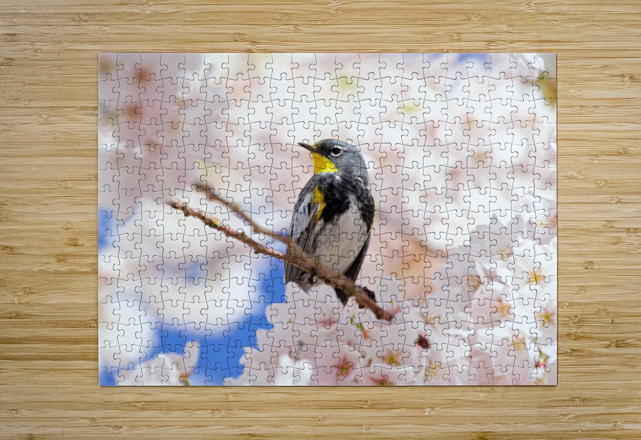 Warbler & Cherry Blossoms Heather Bee Photography Puzzle printing