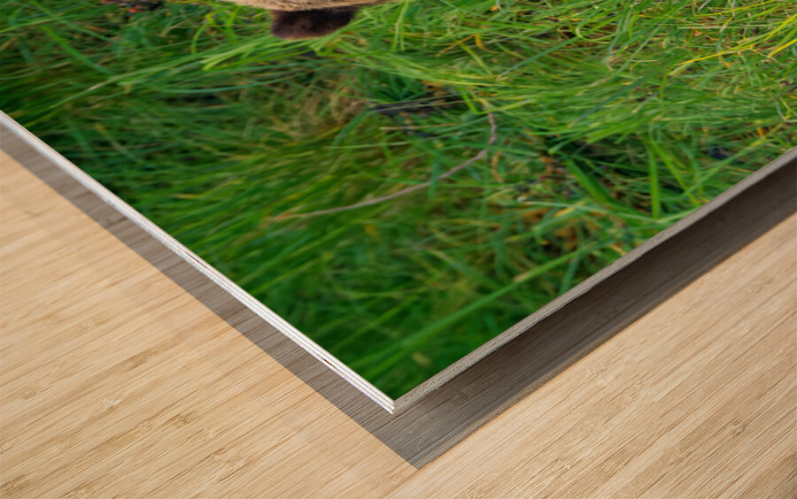 Marshmallow - Next Generation Wood print