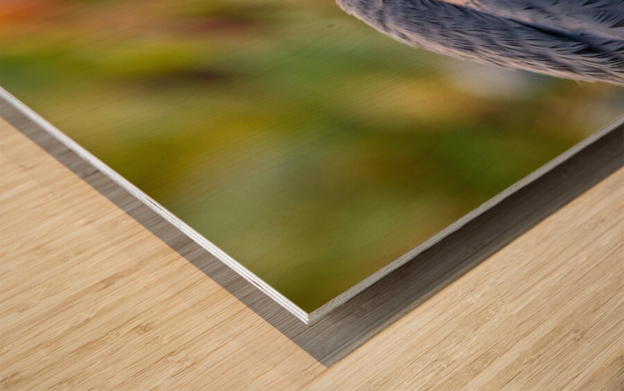 Autumn Blue Wood print